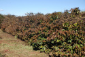 O Instituto Agronômico do Paraná (Iapar) e o Sistema Meteorológico do Paraná (Simepar) alertam que há previsão de geadas na madrugada deste sábado (6) e domingo (7) para toda a região cafeeira paranaense. -  Curitiba, 04/07/2019  -  Foto: Iapar