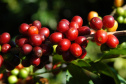 Iapar pesquisa novas cultivares para produção de cafés gourmets. Foto: Iapar