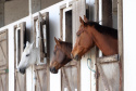 Equoterapia - Alguns dos cavalos treinados para equoterapia.Curitiba, 17-10-19.Foto: Arnaldo Alves / AEN.