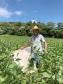 Produtor de Itapejara do Oeste colhe soja sem uso de agrotóxico. Foto:Emater