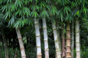 Reduto da imigração japonesa no Paraná. N/F: plantação de bambús.Antonina, 18-01-20.Foto: Arnaldo Alves / AEN.