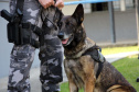 Lótus, Kira e Loba viveram uma grande história na Companhia de Operações com Cães (COC) do Batalhão de Operações Especiais (BOPE) ao longo de quase 9 anos de atividade
