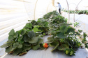 Fruticultura ganha força com apoio do Governo do Estado. Morango. Foto:Jaelson Lucas / AEN