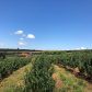 Fruticultura ganha força com apoio do Governo do Estado. Plantação de laranjas.Foto:SEAB