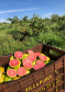 Fruticultura ganha força com apoio do Governo do Estado. Plantação de laranjas.Foto:SEAB