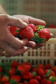 Fruticultura ganha força com apoio do Governo do Estado. Morango. Foto: Gilson Abreu / AEN