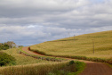 CHOPINZINHO - Estrada Rural.
