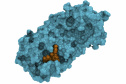Representação da estrutura da enzima NSP5 de SARS-CoV2 (em azul) ligada a um dos produtos naturais identificados na pesquisa (laranja).
