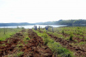Paraná é premiado por projeto de recuperação de áreas degradadas. Foto:Copel