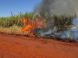 Paraná suspende por 30 dias queimada de cana-de-açúcar. Foto:SEDEST