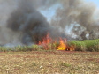 Paraná suspende por 30 dias queimada de cana-de-açúcar. Foto:SEDEST