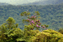 Serra da Baitaca. Foto: Denis Ferreira Netto/SEDEST