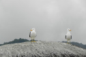 Portos do Paraná mantêm cuidado com o meio ambiente. Foto:lLeonardo de Conto