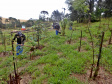 
Enriquecimento florestal beneficia fauna e flora. Foto:Snepar