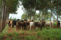 Integração pecuária e cultivo florestal aumenta produtividade. Foto:SEAB/IDR