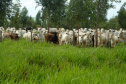 Integração pecuária e cultivo florestal aumenta produtividade. Foto:SEAB/IDR