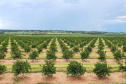 Desde meados da década de 70, quando a citricultura comercial foi reintroduzida no Paraná, o setor cresceu, se fortaleceu e se tornou o terceiro maior do País