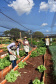 Cultivar Energia doa materiais para horta em Maringá. Foto: Copel