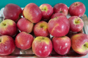 Pesquisa sobre produção orgânica de maçã tem primeira colheita. Foto:IDR