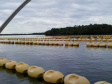 Produção de ostras em Guaratuba. Foto:IDR