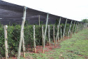  Está instalada em Pato Bragado, no Oeste do Paraná, a Unidade de Produção de Extratos da Sustentec Agricultores Associados. Trata-se de uma instituição que agrupa produtores e técnicos que tem por objetivo criar soluções para a promoção do desenvolvimento sustentável na cadeia produtiva de plantas medicinais.