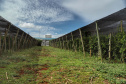  Está instalada em Pato Bragado, no Oeste do Paraná, a Unidade de Produção de Extratos da Sustentec Agricultores Associados. Trata-se de uma instituição que agrupa produtores e técnicos que tem por objetivo criar soluções para a promoção do desenvolvimento sustentável na cadeia produtiva de plantas medicinais.