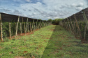  Está instalada em Pato Bragado, no Oeste do Paraná, a Unidade de Produção de Extratos da Sustentec Agricultores Associados. Trata-se de uma instituição que agrupa produtores e técnicos que tem por objetivo criar soluções para a promoção do desenvolvimento sustentável na cadeia produtiva de plantas medicinais.