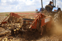 02/03 - produção e processo da batata.Foto: Gilson Abreu/AEN