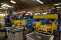 02/03 - produção e processo da batata.Foto: Gilson Abreu/AEN