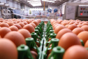 Produção de ovos - Foto: Rodrigo Félix Leal/AEN