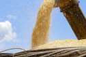 O setor agropecuário foi um dos únicos com crescimento no ano passado, com previsão de que continue em alta em 2021. No entanto, as condições climáticas podem reduzir a produção, sobretudo de milho, colocando em risco o abastecimento desse cereal e a cadeia produtiva que dele depende. Foto: Gilson Abreu/AEN