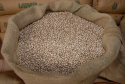 Paraná poderá produzir 42 milhões de toneladas de grãos
Foto: IAPAR
