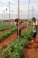 Governo promove qualidade de vida e renda para pequenos produtores  -  Foto: Divulgação IDR-Paraná