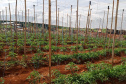 Governo promove qualidade de vida e renda para pequenos produtores  -  Foto: Divulgação IDR-Paraná