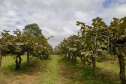 Plantação de kiwi.
Antonio Olinto-Pr
Foto: Gilson Abreu/AEN