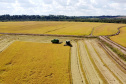 Colheita de arroz - Fazendas Volta Grande e Nova Brasília.Foto: Ari Dias/AEN