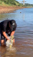 Em quatro meses, rios do Paraná são repovoados com 500 mil peixes nativos. Foto: SEDEST