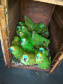 IAT encaminha para tratamento 58 aves nativas feridas após tempestade
. Foto: IAT/Força Verde