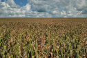 Os produtores de milho no Paraná iniciaram a colheita da segunda safra
2020/21. No entanto, a estiagem prejudicou e a previsão é de redução de
13,4% no volume em comparação ao ciclo anterior. A análise está no
Boletim de Conjuntura Agropecuária elaborado pelo Departamento de
Economia Rural, da Secretaria de Estado da Agricultura e do
Abastecimento, referente à semana de 29 de maio a 02 de junho. - Curitiba, 02/06/2021  -  Foto: Gilson Abreu/AEN