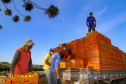 plantação de tomate
Reserva-Pr
Gilson Abreu/AEN