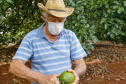 plantação de abacate
Foto Gilson Abreu/Aen