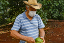 Abacate conquista o lugar do café no Vale do Ivaí e no Norte do Paraná. Foto Gilson Abreu/AEN