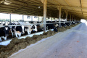  Produção de leite na propriedade dos Rabbers em Castro, nos Campos Gerais. Foto: Ari Dias.AEN