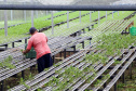 Webinar debate pesquisa sobre agricultura familiar com apoio do Coopera Paraná
Foto: Gilson Abreu/AEN