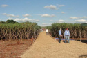 Cultivo de mandioca ganha eficiência e movimenta economia
. Foto: IDR