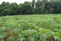 Cultivo de mandioca ganha eficiência e movimenta economia
. Foto: IDR