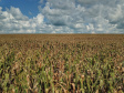 Deral prevê produção de 5,9 milhões de toneladas de milho na segunda safra 2020/21  -  Foto: Gilson Abreu/AEN