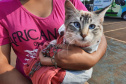 Programa CastraPet esteriliza gratuitamente animais em Guarapuava até a próxima terça-feira. Foto:SEDEST