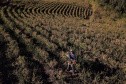 Gengibre e inhame impulsionam a agricultura familiar em Tamarana, na Região Norte. Foto: José Fernando Ogura/AEN