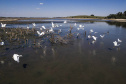 Barragem do Iraí atraiu centenas de aves para se alimentar durante estiagem -  Curitiba, 03/09/2021  -  Foto: André Thiago/Sanepar